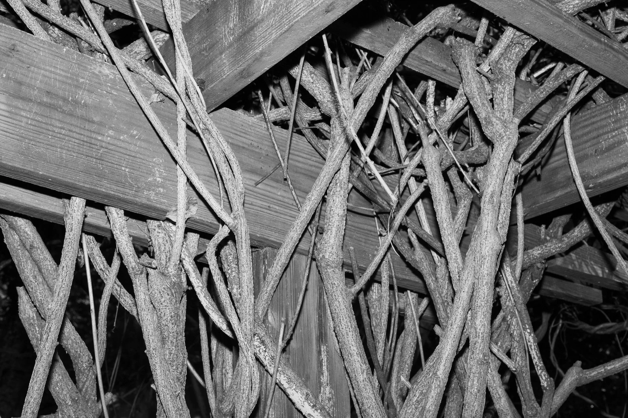 Entangled
