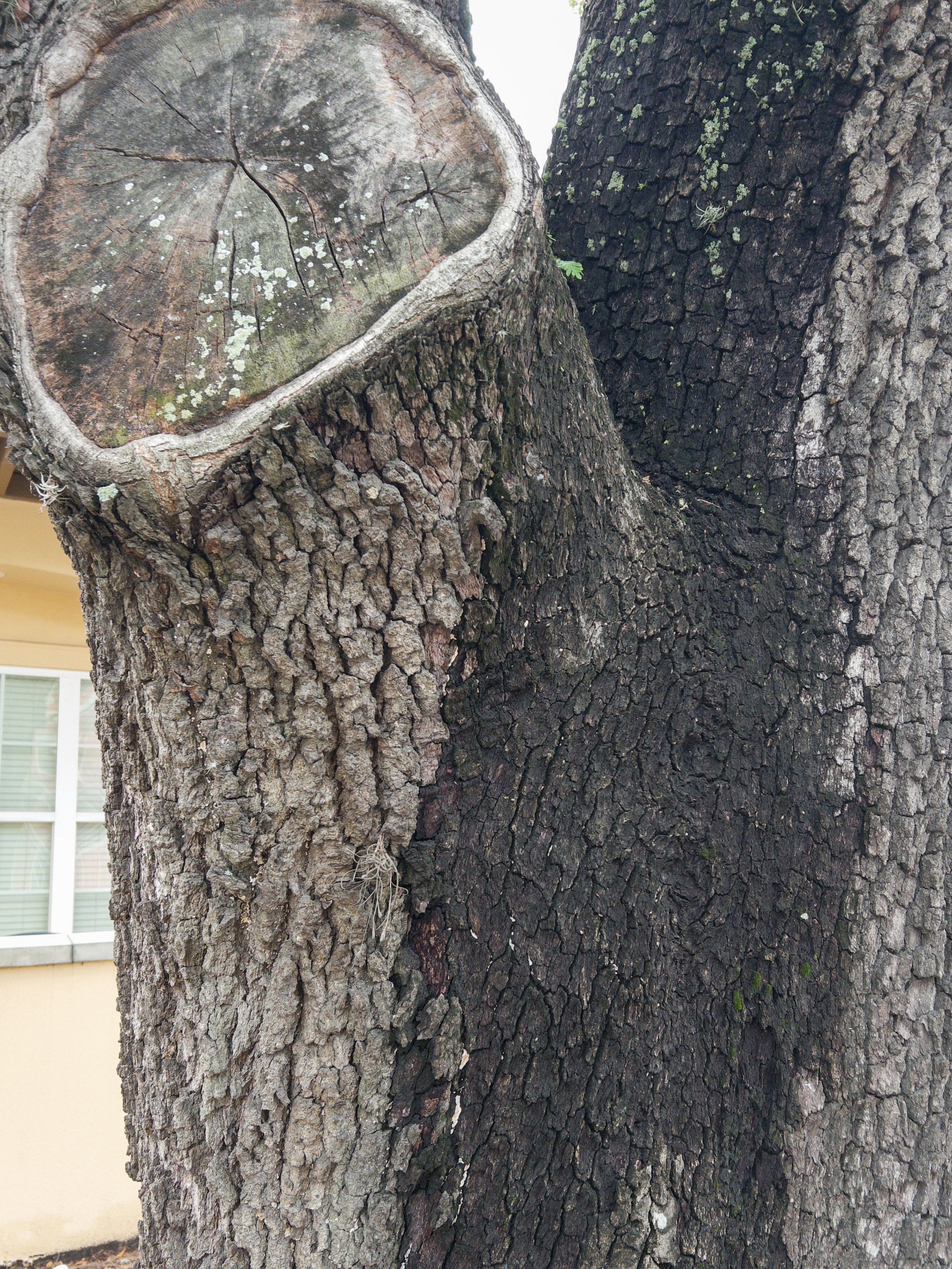 Past the Flower Streets-08.jpg