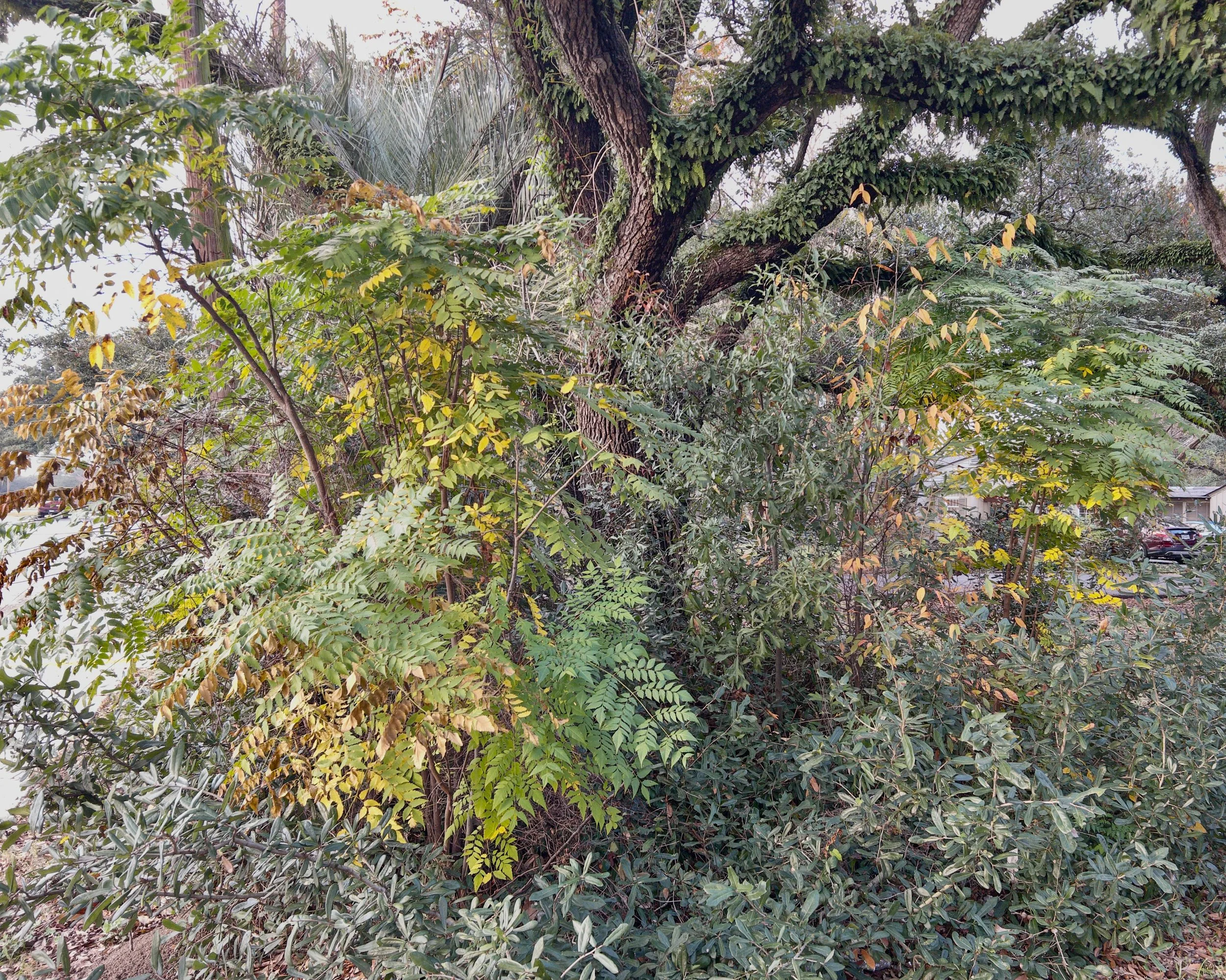 Past the Flower Streets-12.jpg