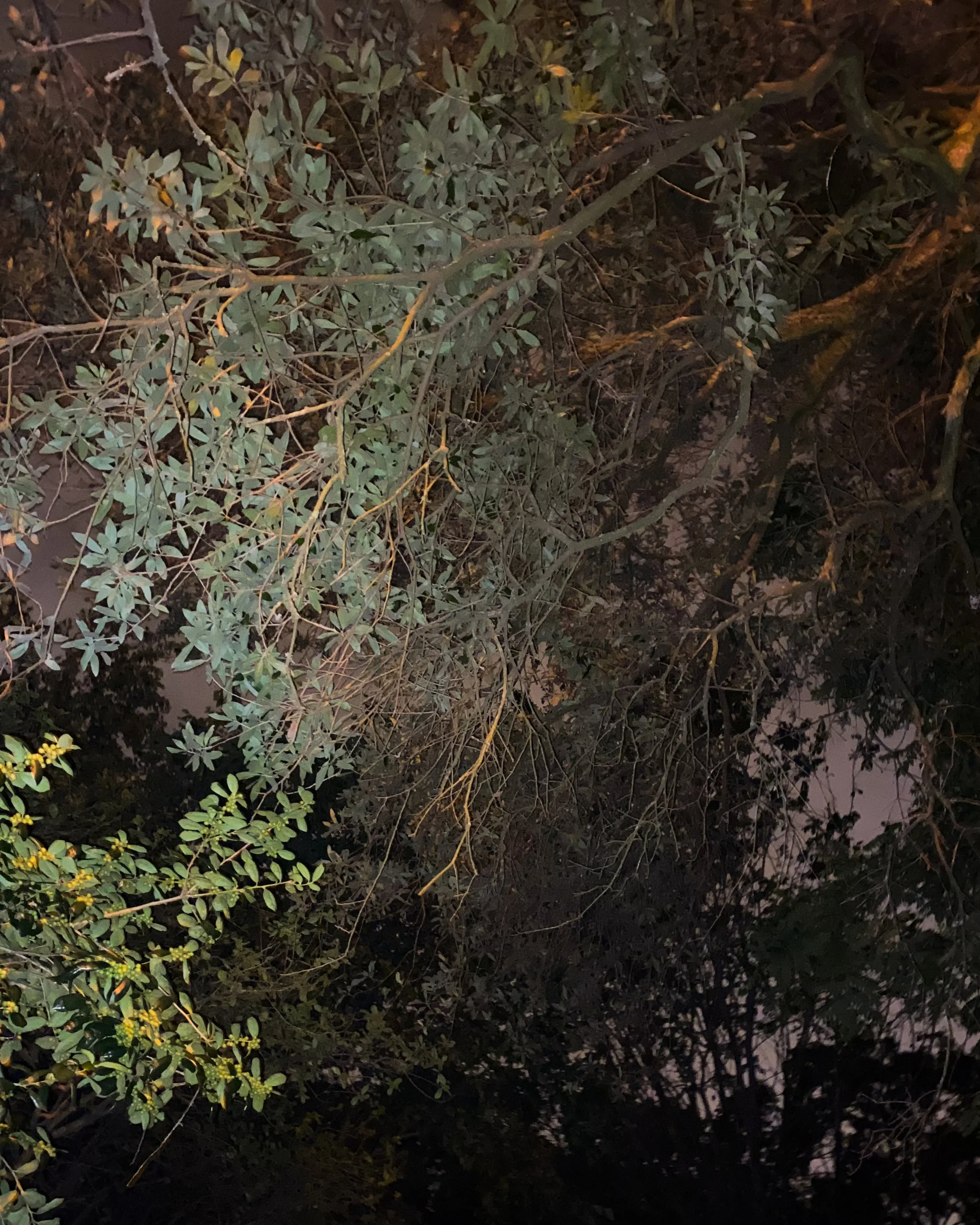 Past the Flower Streets-32.jpg