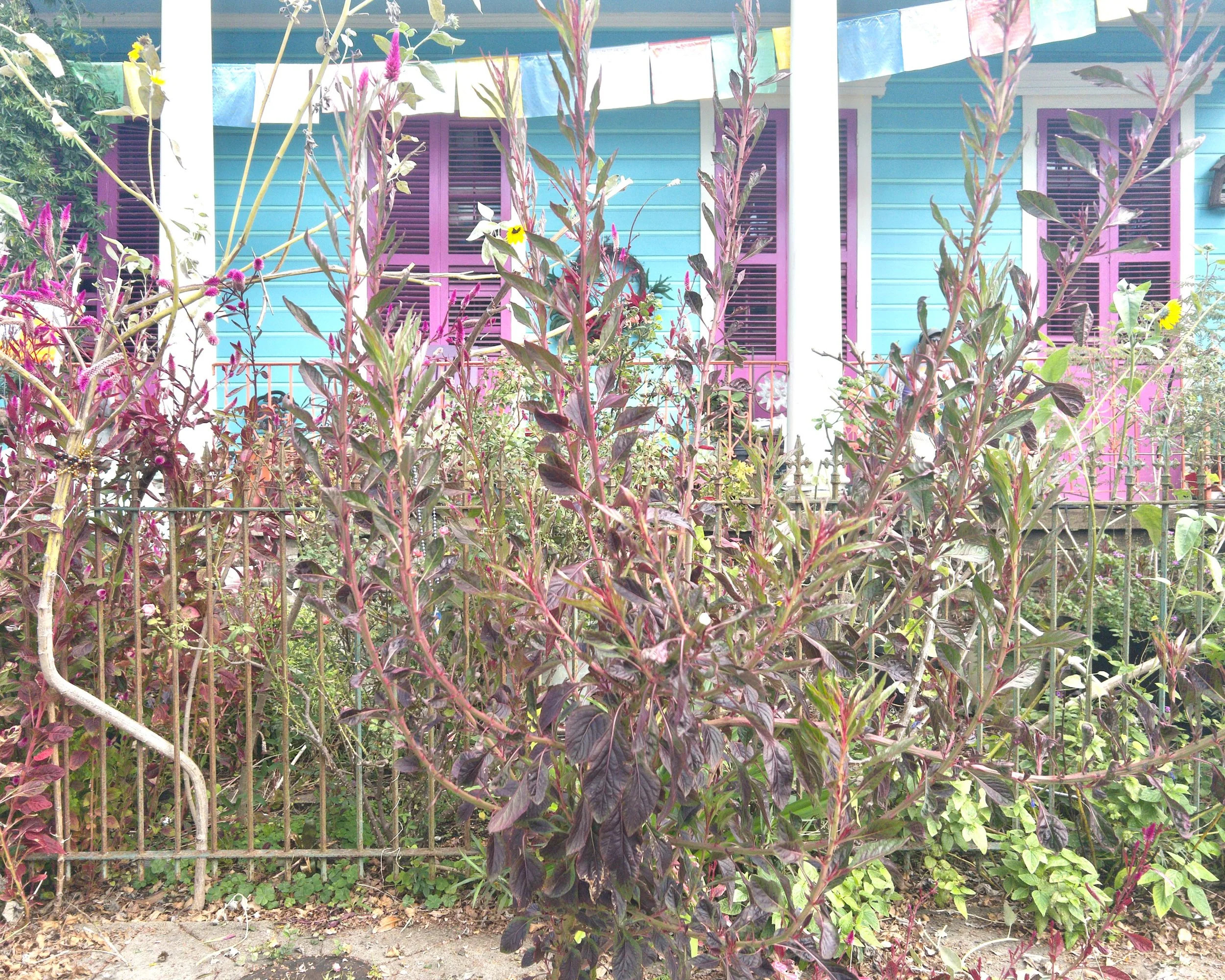 Past the Flower Streets-44.jpg