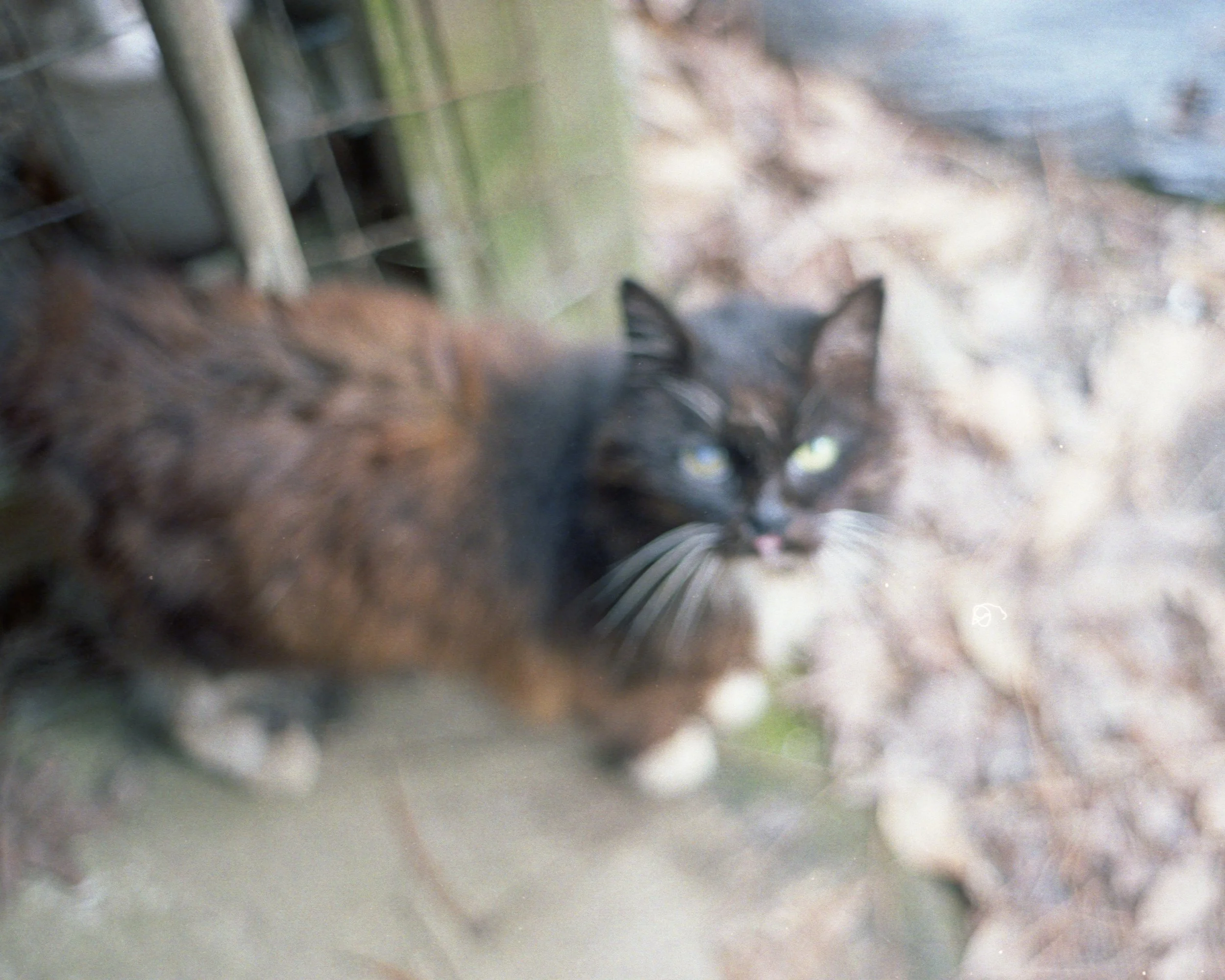 Past the Flower Streets-05.jpg