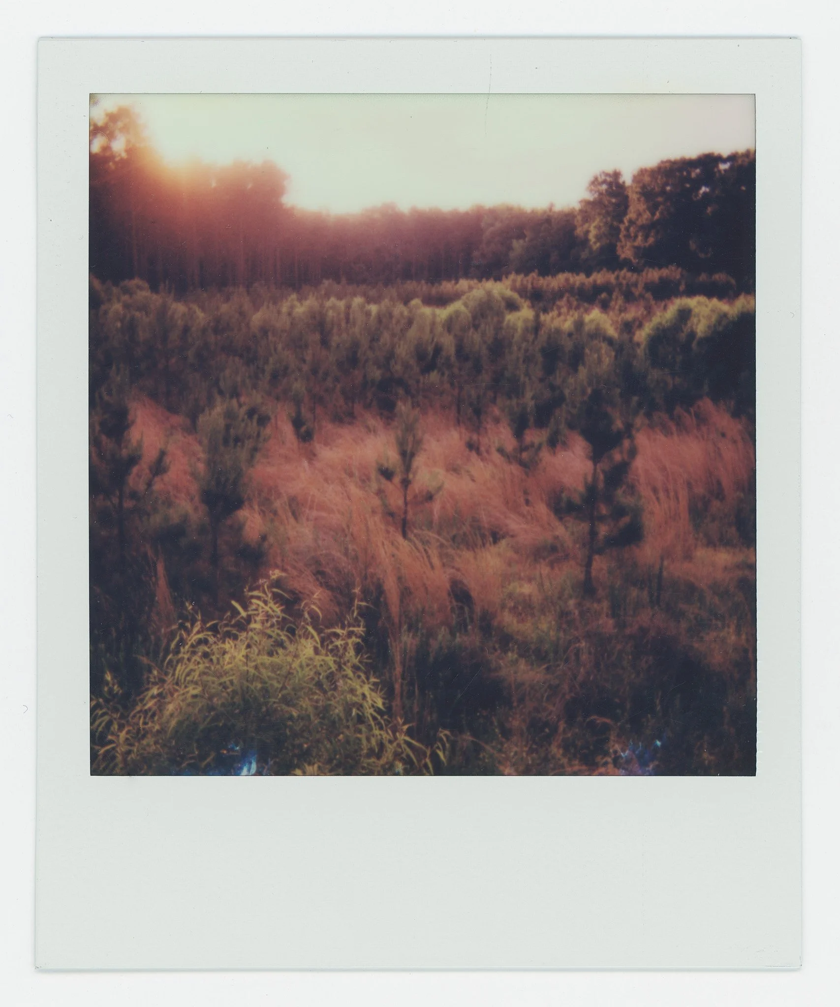 Persistance (10) copy 10.jpg