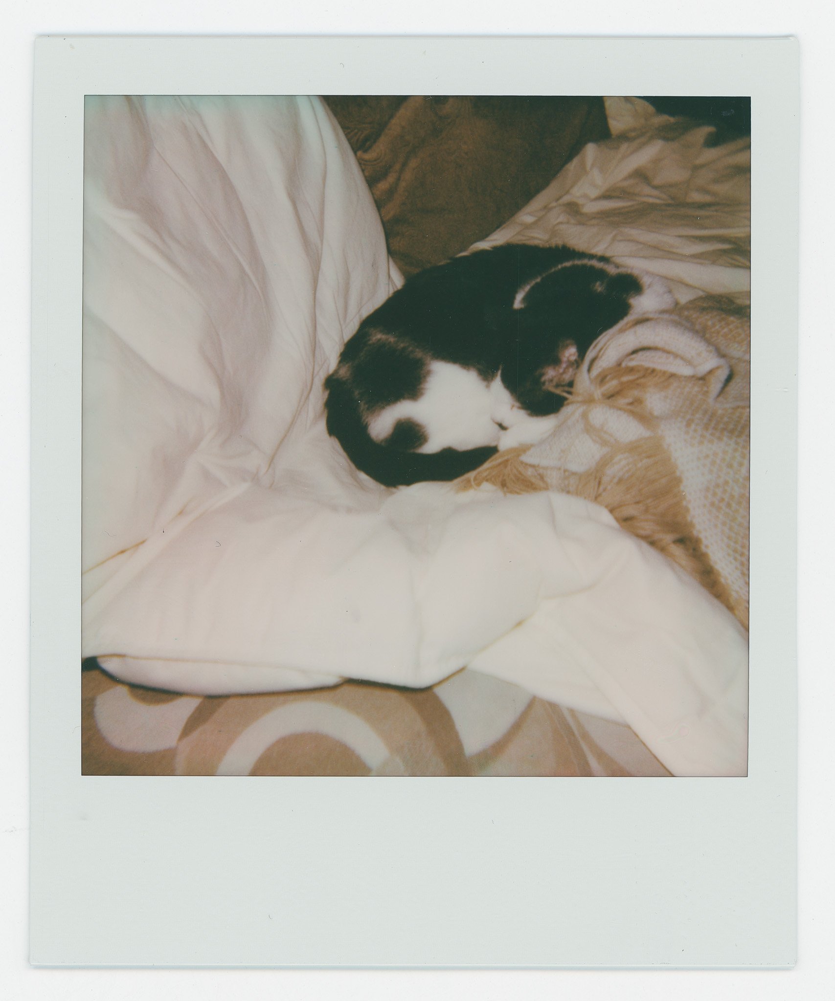 Persistance (10) copy 16.jpg