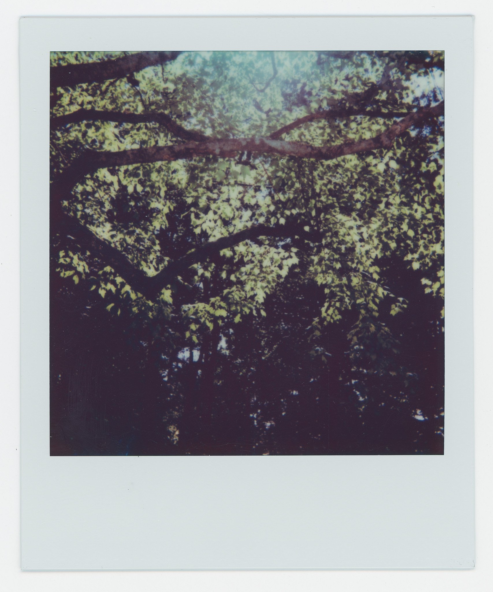 Persistance (12) copy.jpg