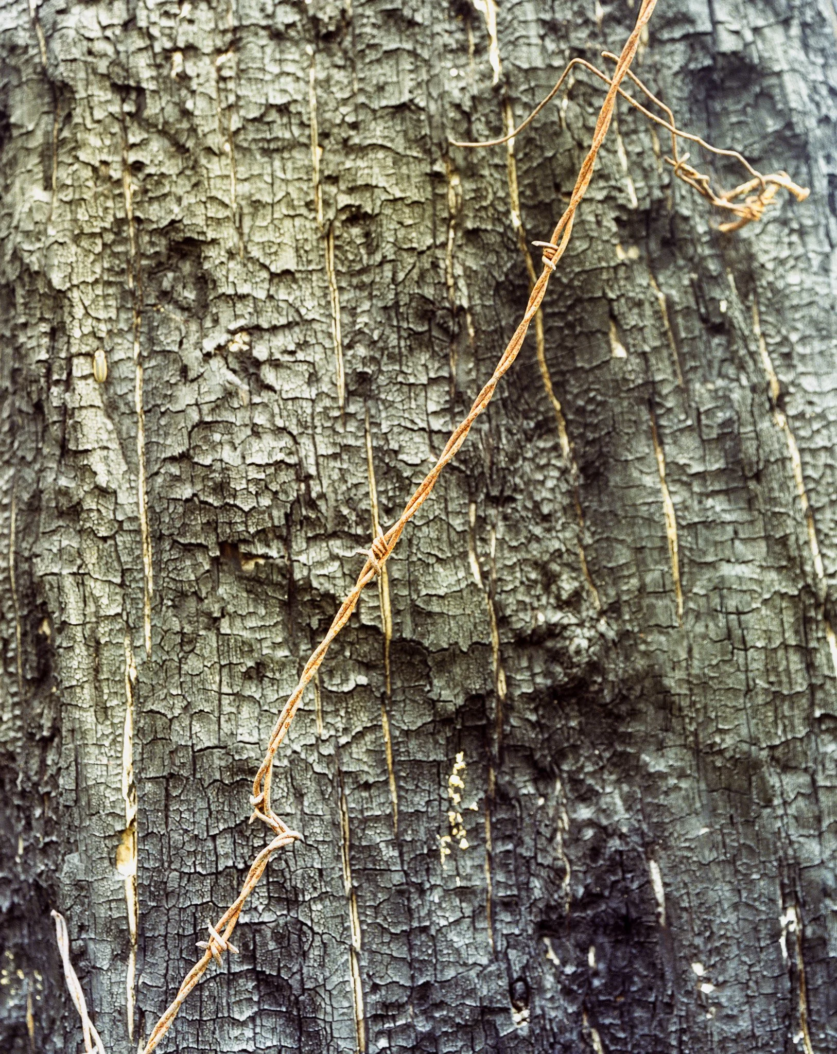 Tree_Barbwire_Crop.jpg