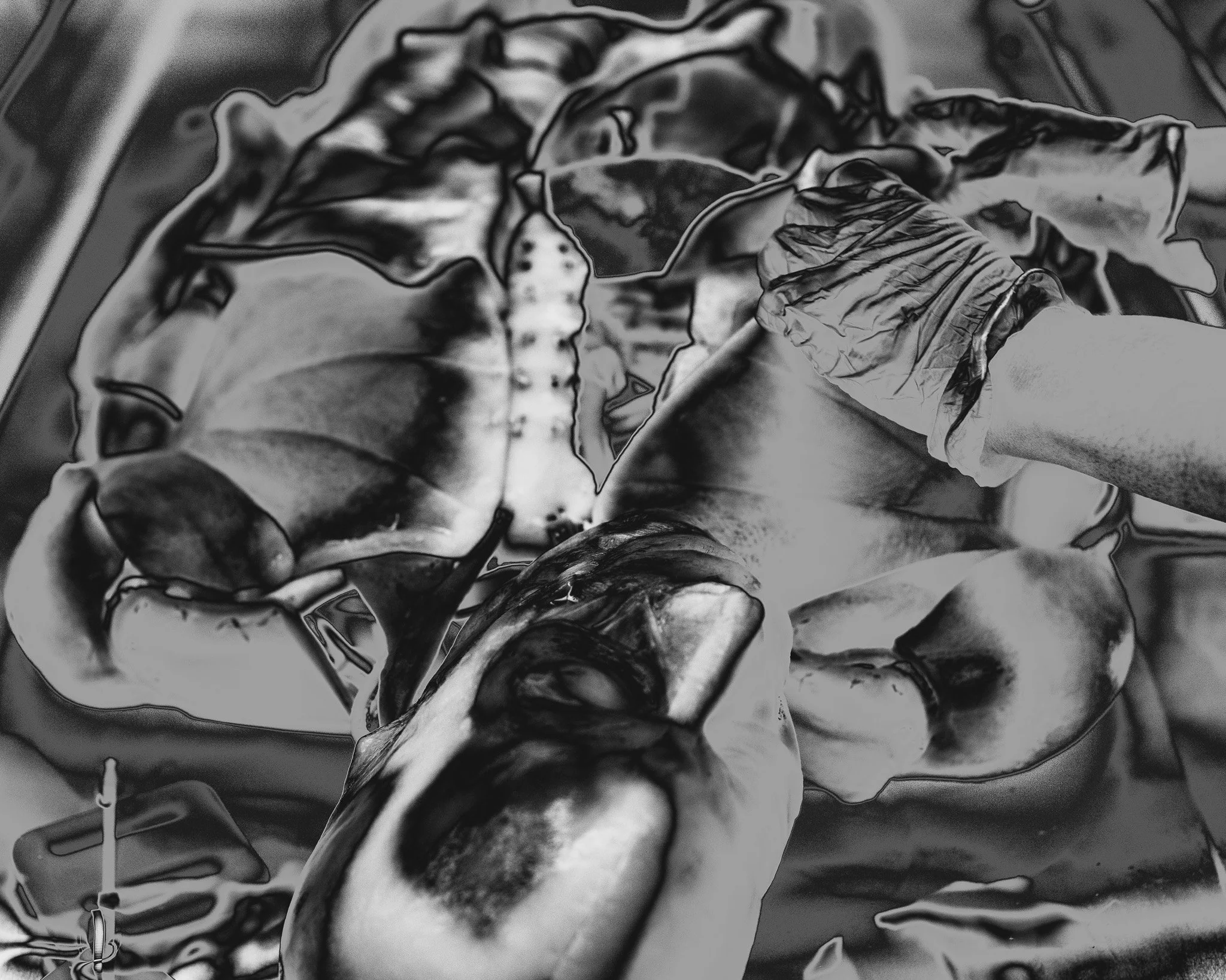Cadaver