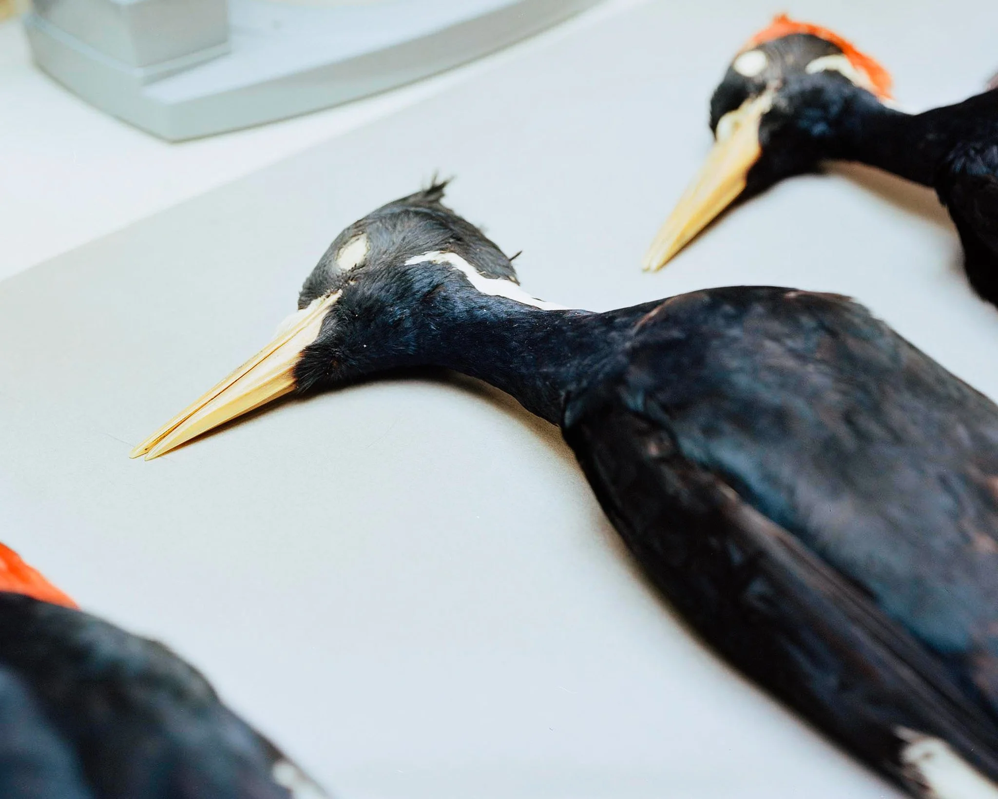 Woodpeckers_2_Crop.jpg