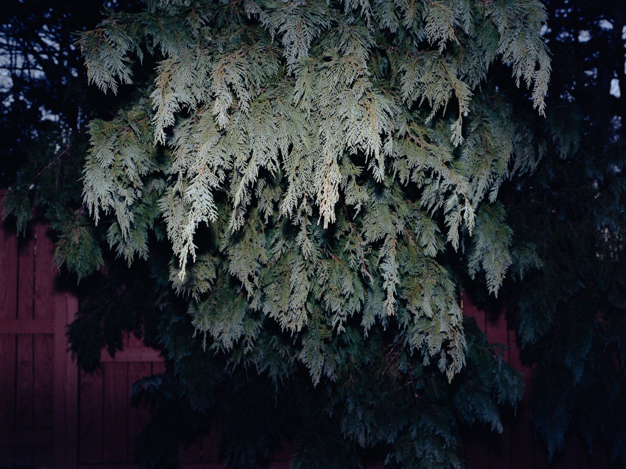 Tree on Fence.jpg