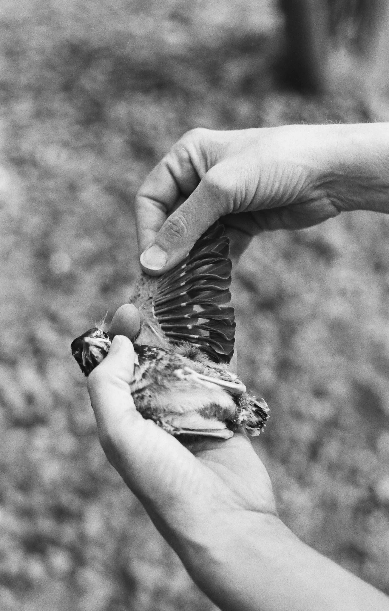 Fledgling
