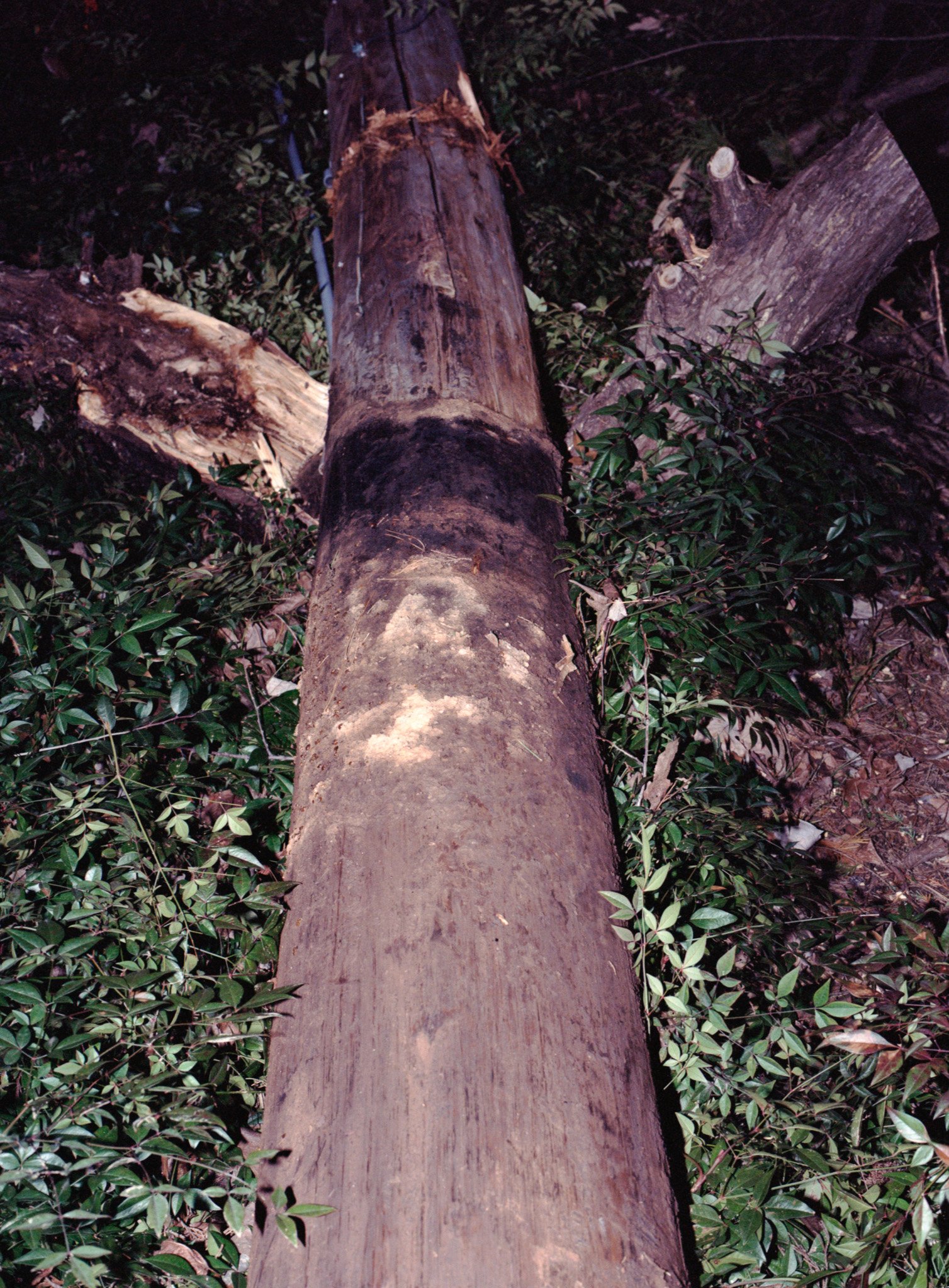 Face in Tree.jpg