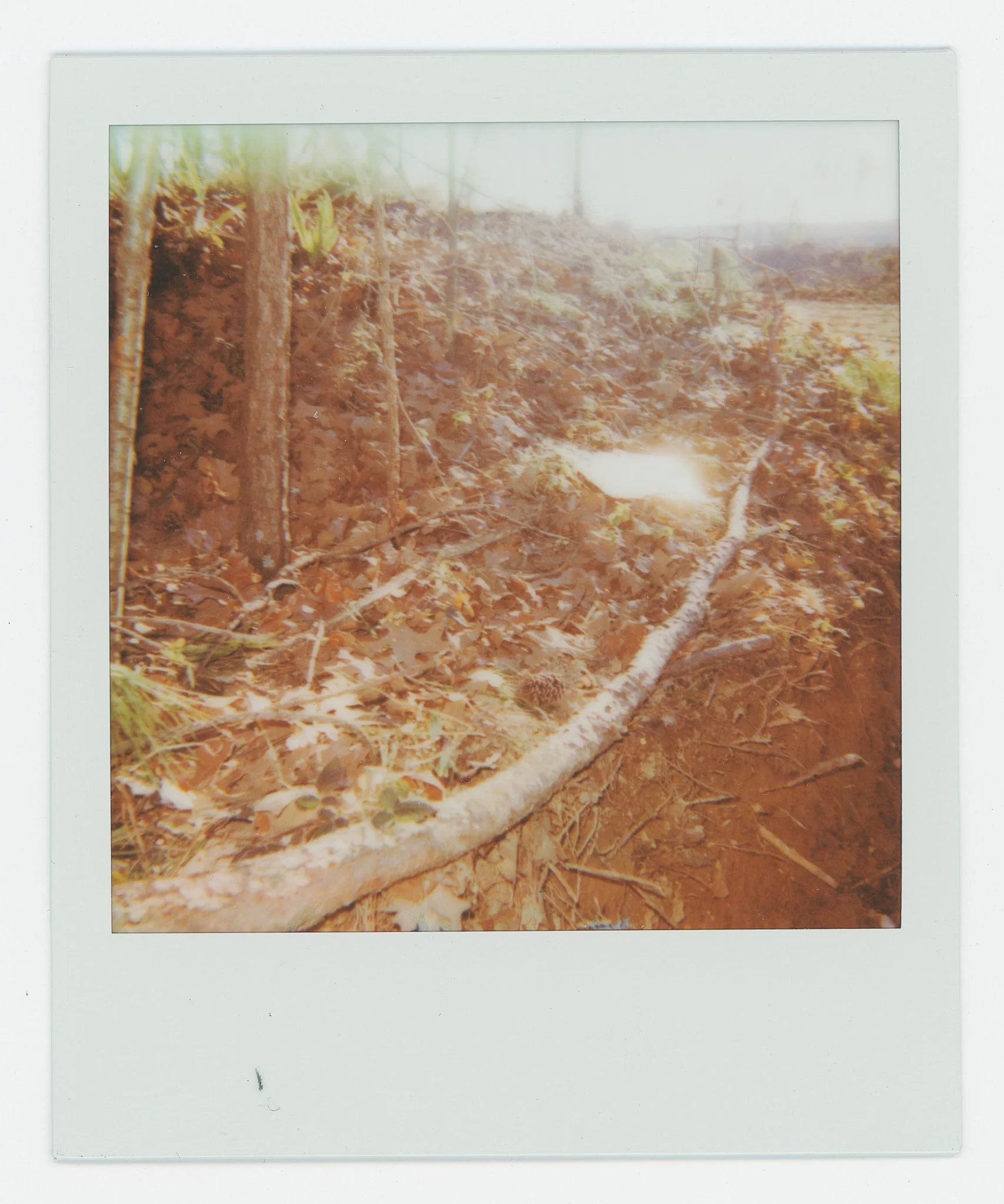 Persistance (10) copy 17.jpg