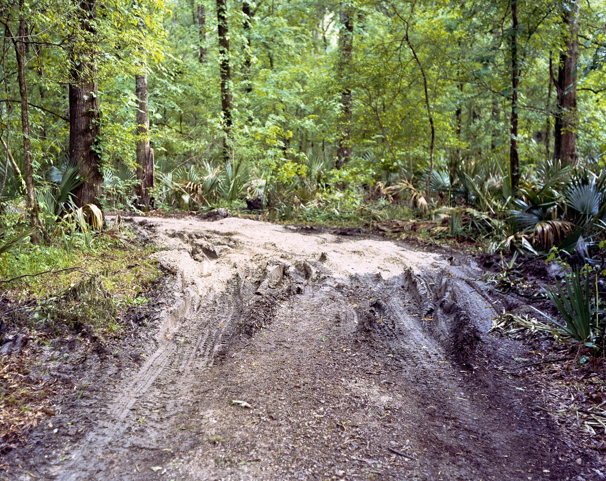 TallulahForest_Resize.jpg