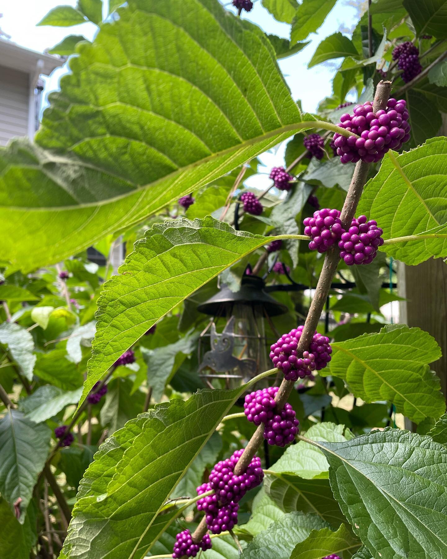 What is the first signal you notice that tells you about the seasons are changing? 

The beautyberry in my yard signals the Autumn 🍂 Equinox for me. We also call this Lillian&rsquo;s birthday bush because it&rsquo;s purple berries are always bright 