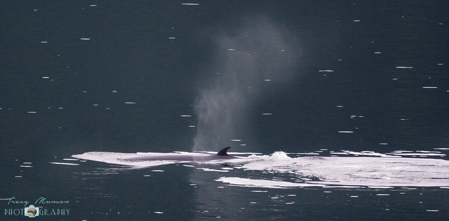 Whale Cannons