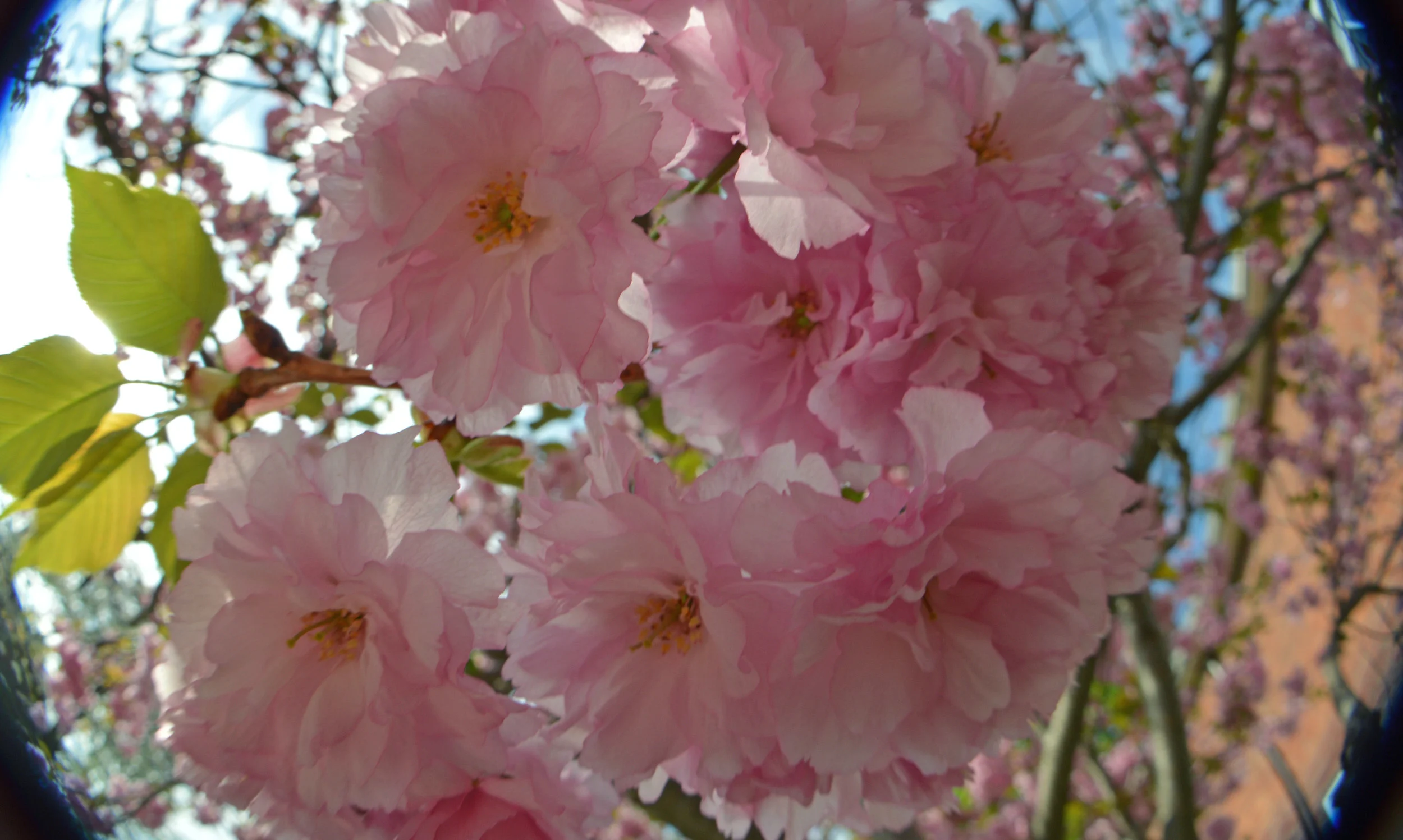 Positive Green Feedback