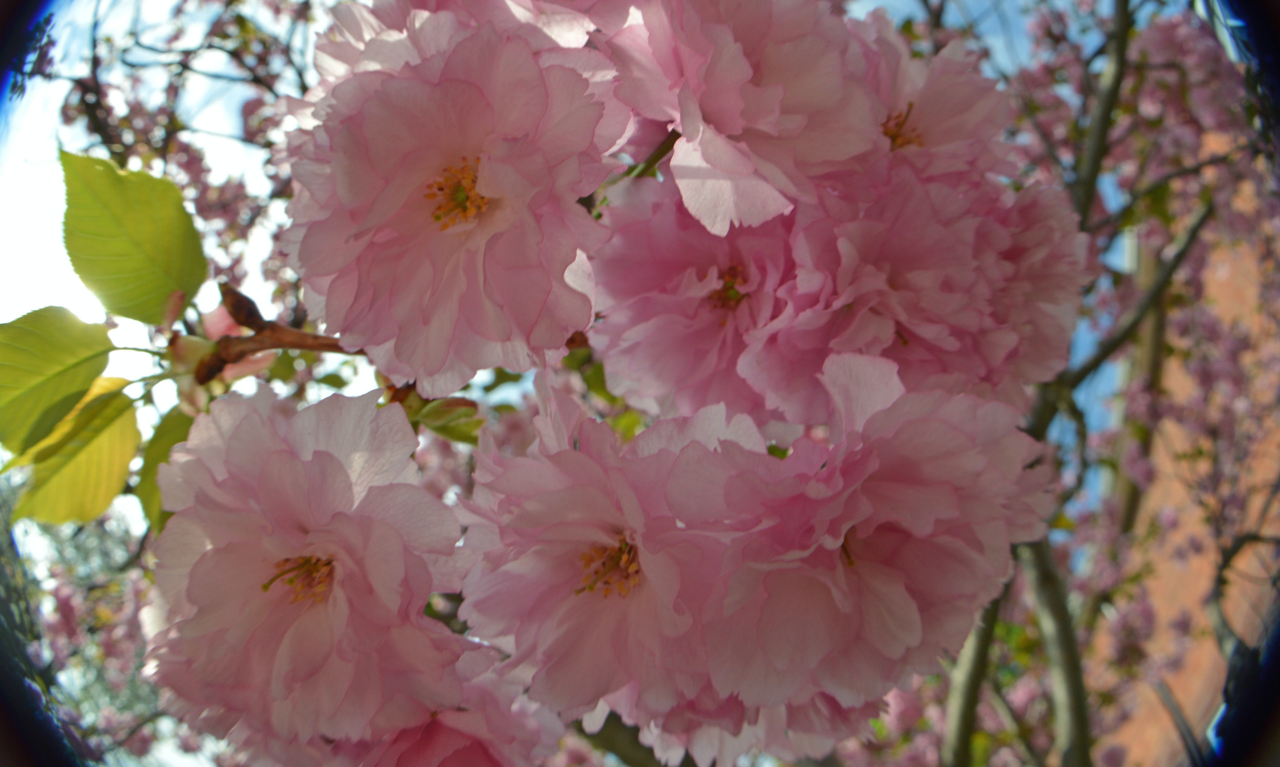 Be My Green Valentine?