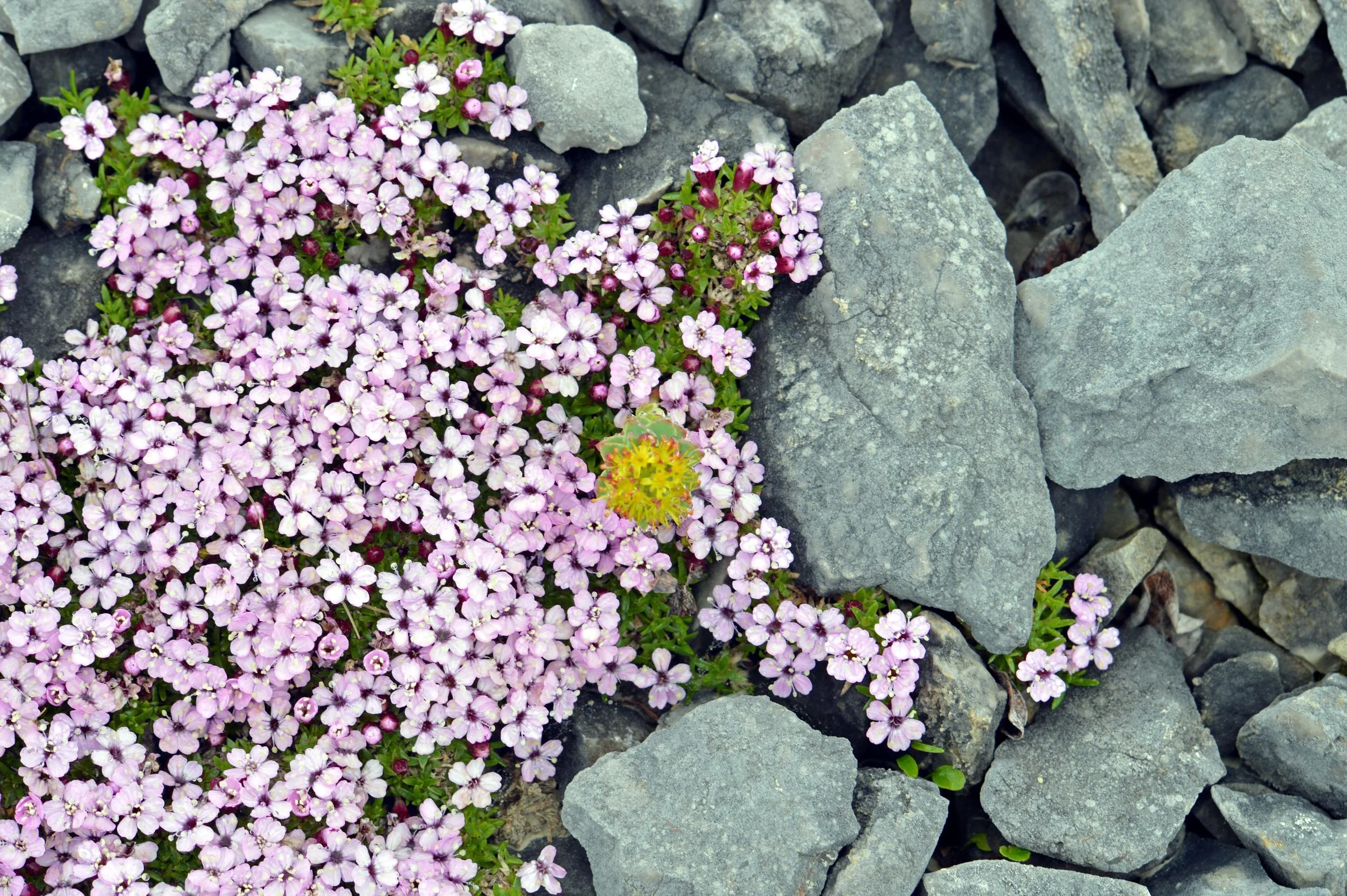 Costs of Negating Our Values in Nature