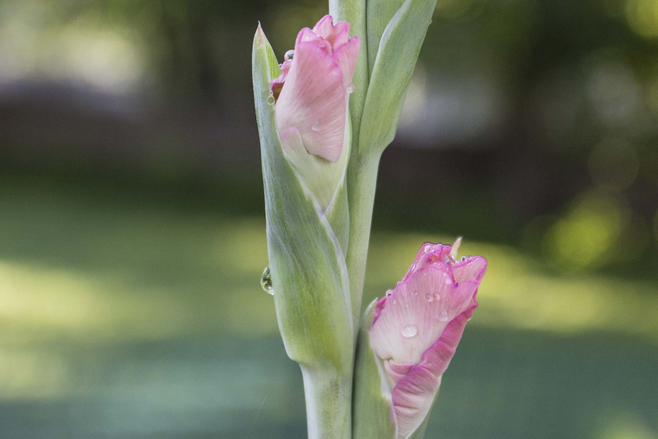 pink gladiolus