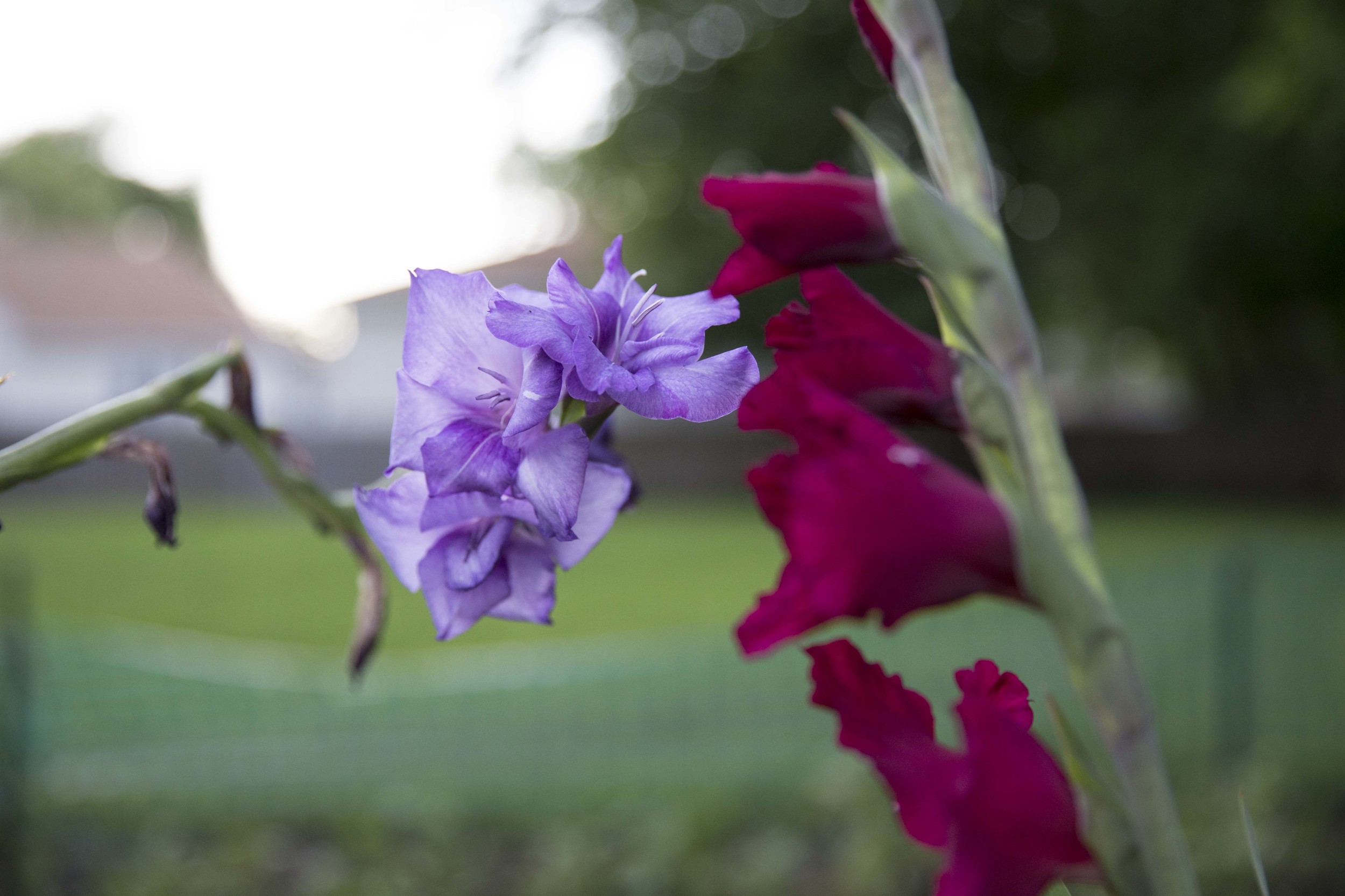 gladiolus