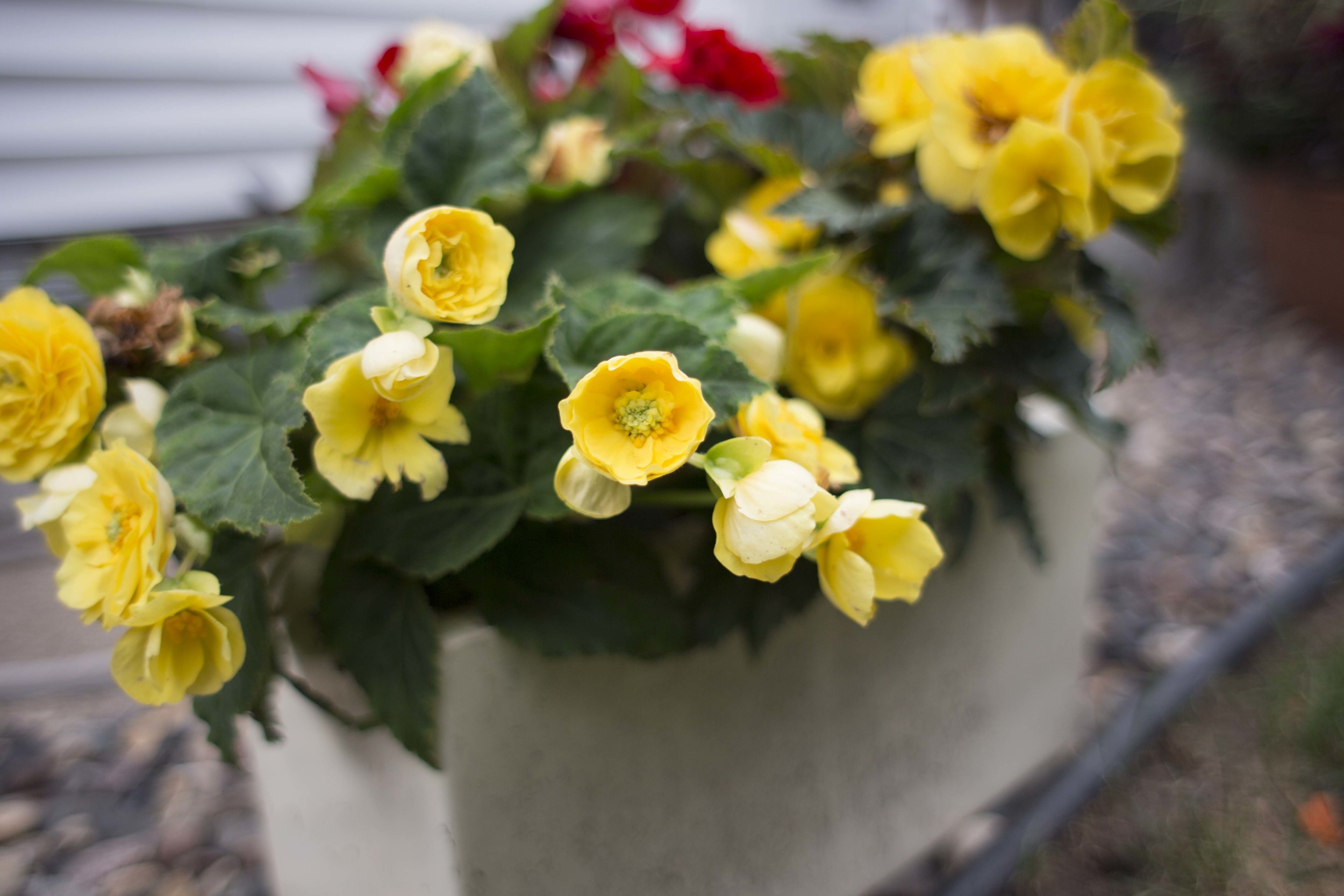 tuberous begonia