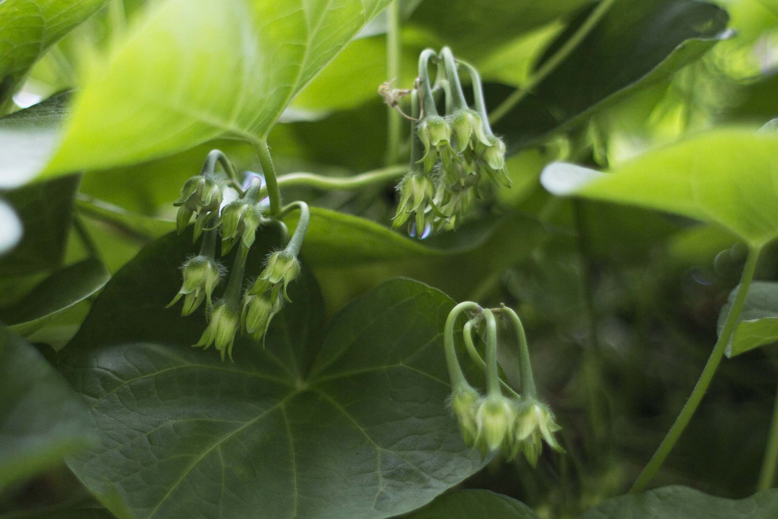 morning glory seed pods