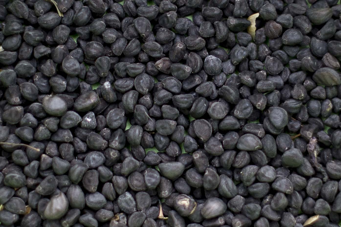 hundreds of morning glory seeds