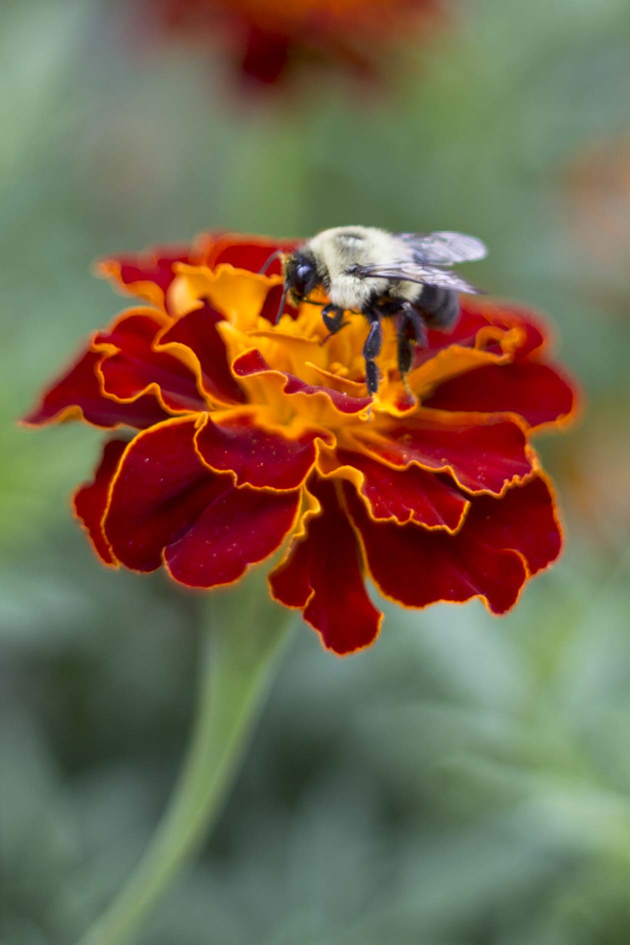 bumblebee on marigold
