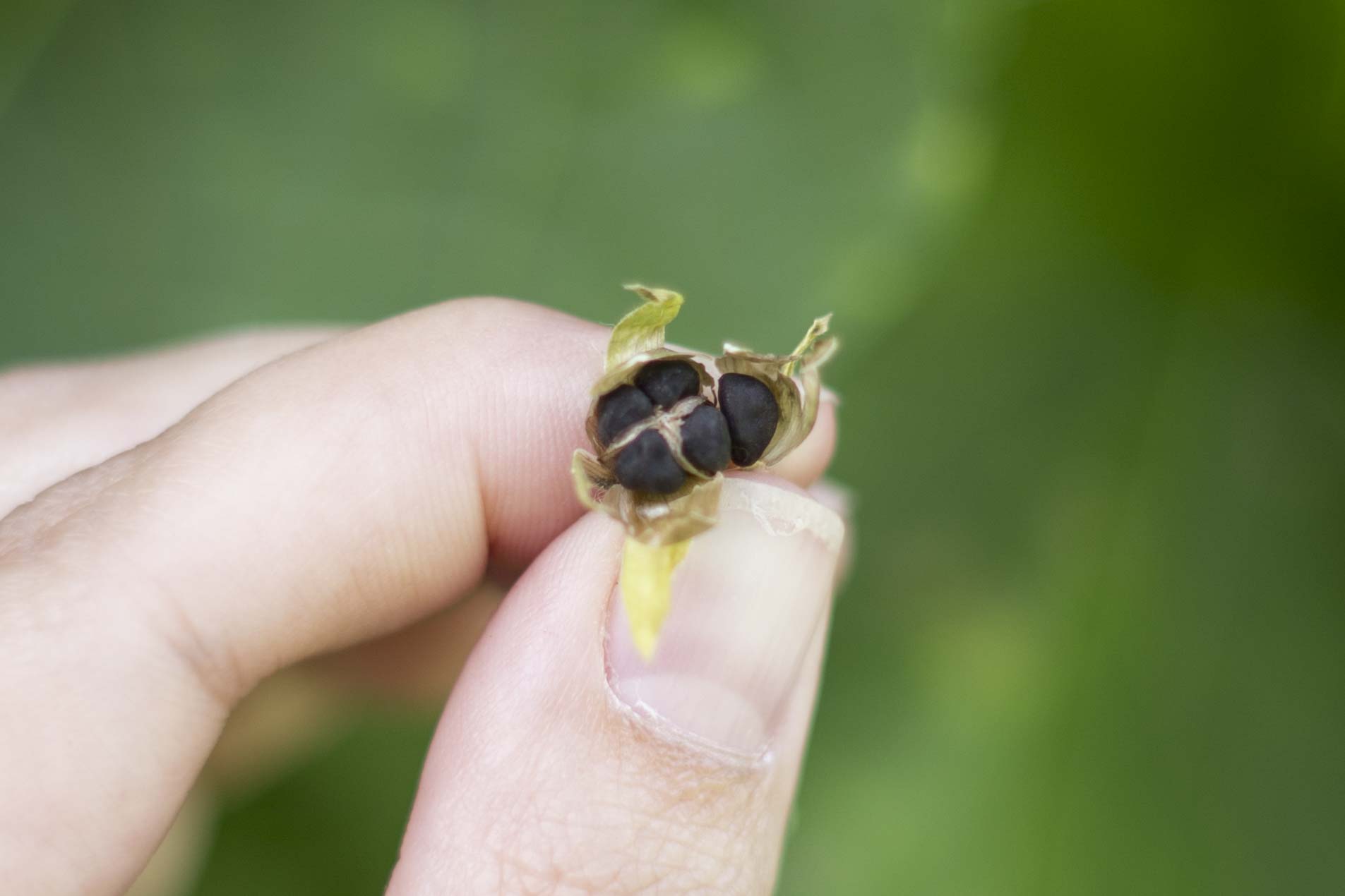 morning glory seed pod open