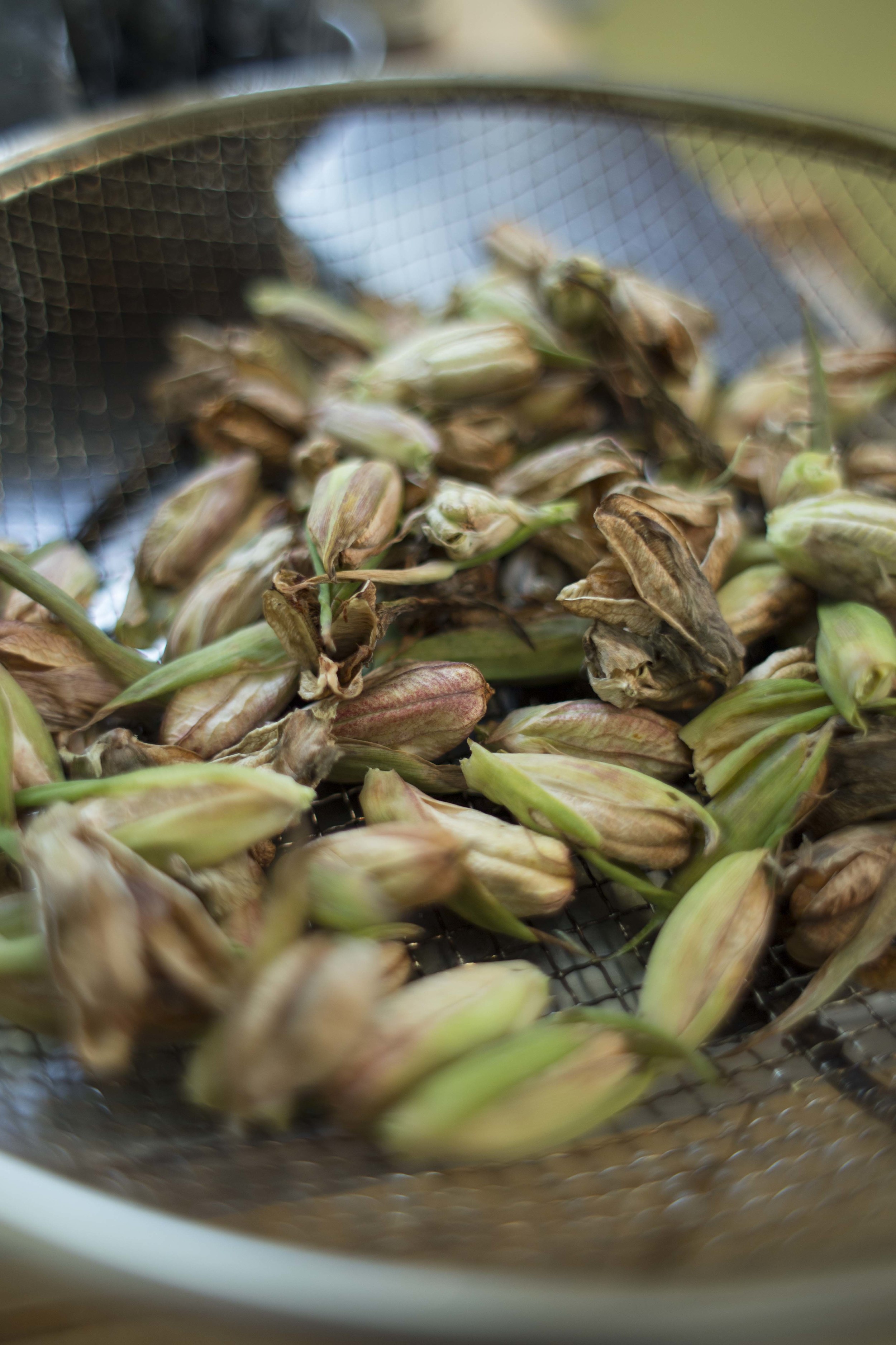 gladiolus seed pods from green stalks after flower blooms, set to dry over the winter