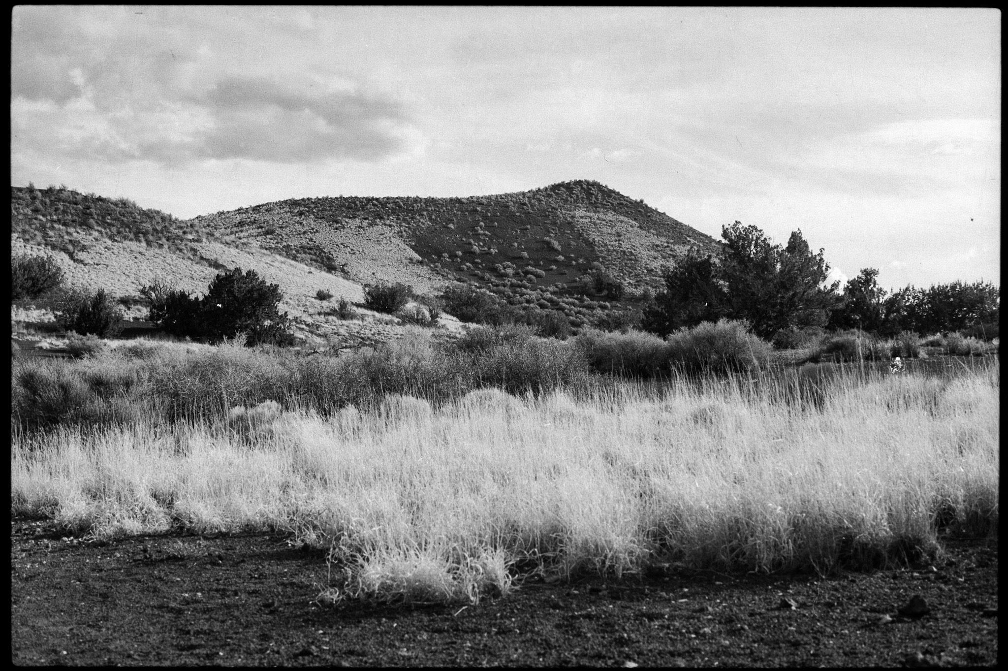 Vegetation along the base of Doney Mountain