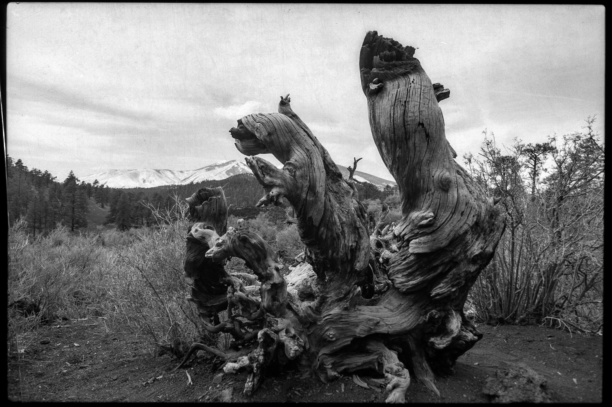 A decaying tree set against shrubs just beginning to wake up from the winter at Sunset Crater Volcano National Monument