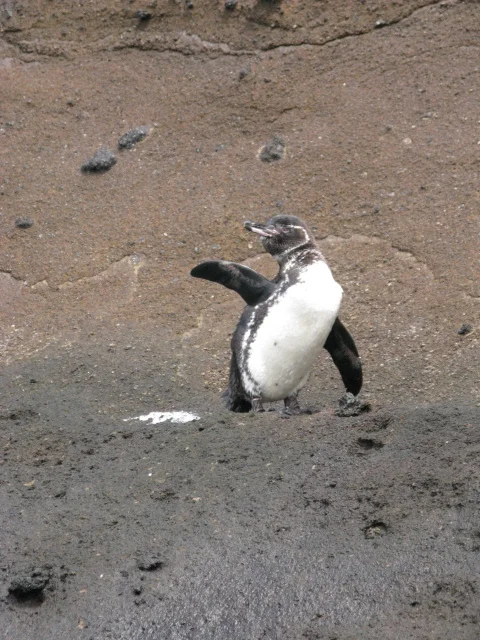 A Galapagos penguin waving from the shore. The average Galapagos Penguin is 19 inches and weighs 5.5 lbs