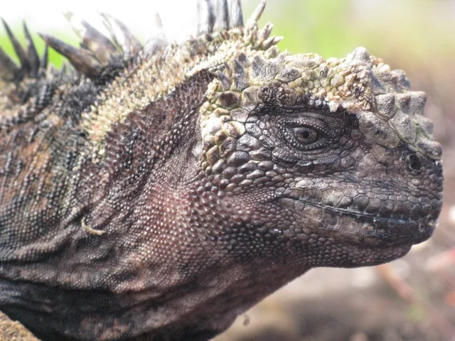 A marine iguana, found only in the Galapagos Islands, is the only marine reptile able to forage under water