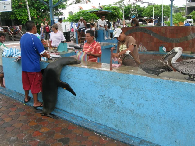 A cheeky sea lion begs for scraps the the fish market in Puerto Ayora