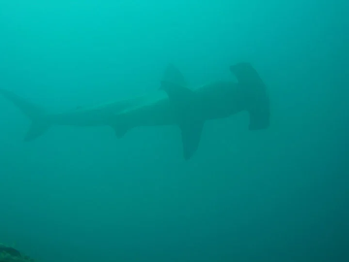 Hammer head sharks gather in large numbers around the Galapagos Islands during certain times of the year