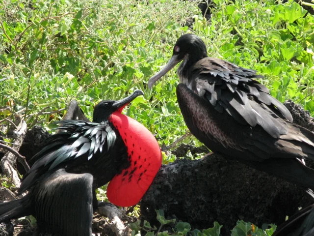A male red breasted frigate (left) courting a female