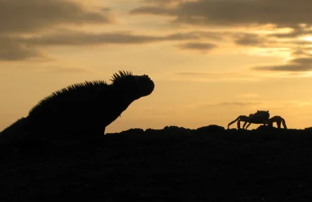 5 money saving tips to get you to Galapagos for less