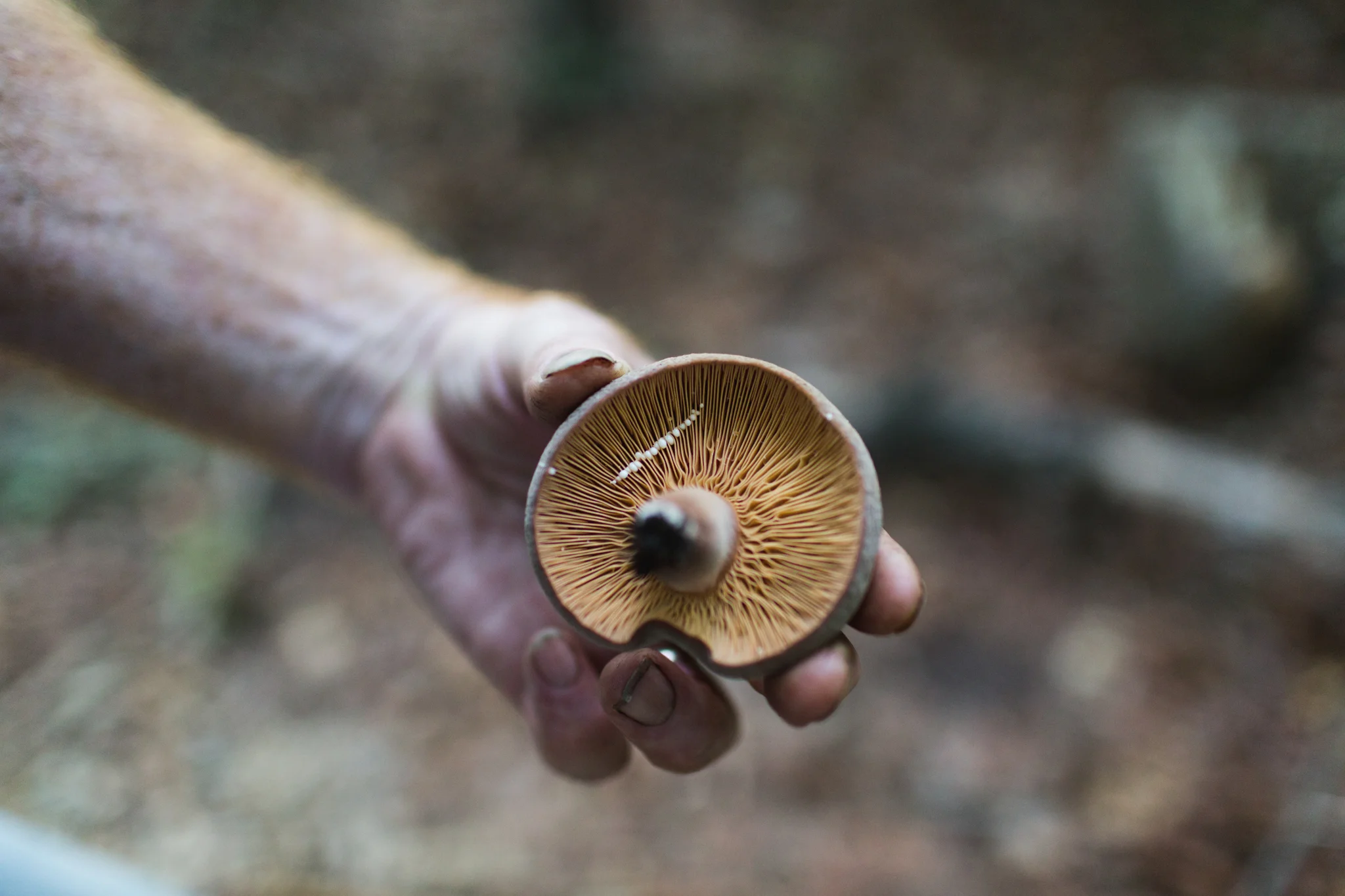 SG6-Mushroom-Farm-Olivia-Siegel-11.jpg