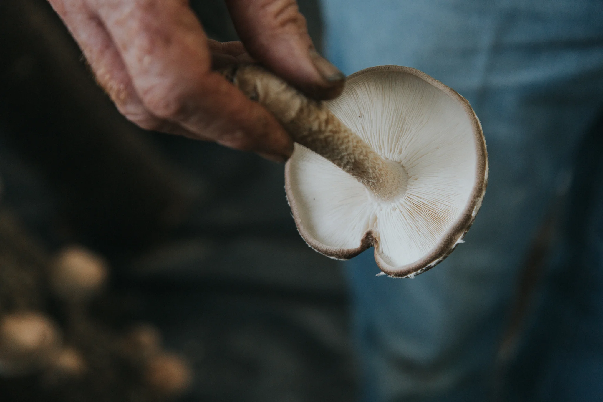 SG6-Mushroom-Farm-Olivia-Siegel-8.jpg