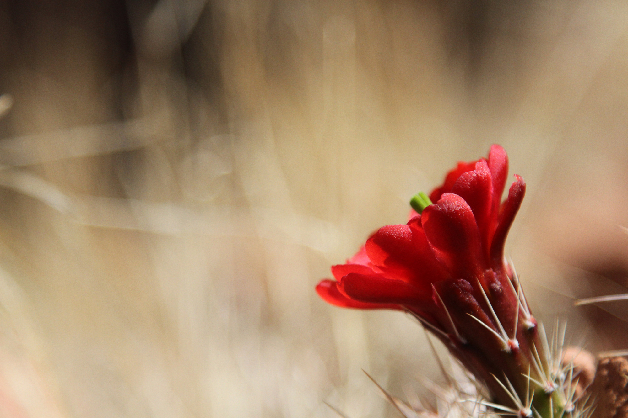 Indian Creek_web.jpg