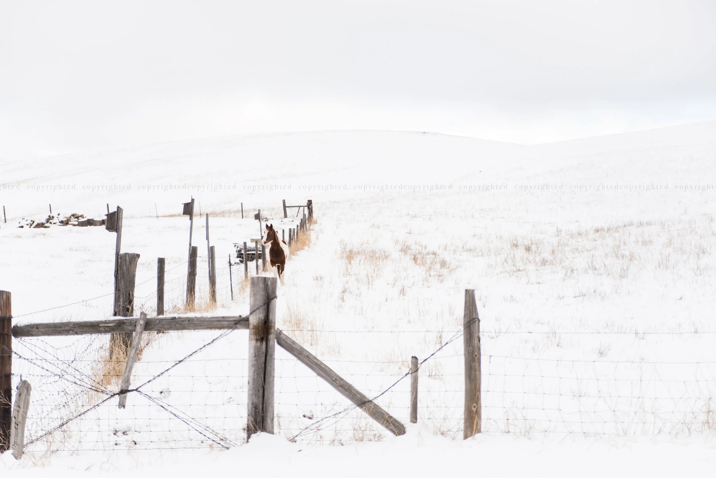 "the white horse"
