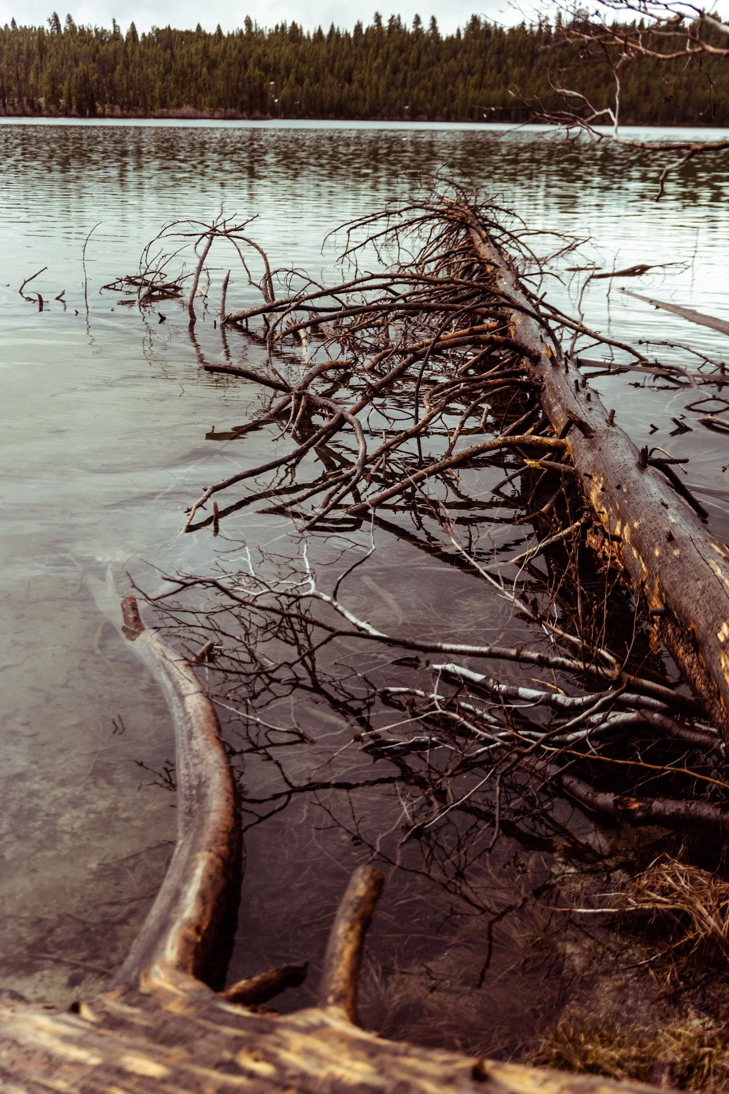 09_REDFISH_Stanley_Idaho_vaca-4196.jpg