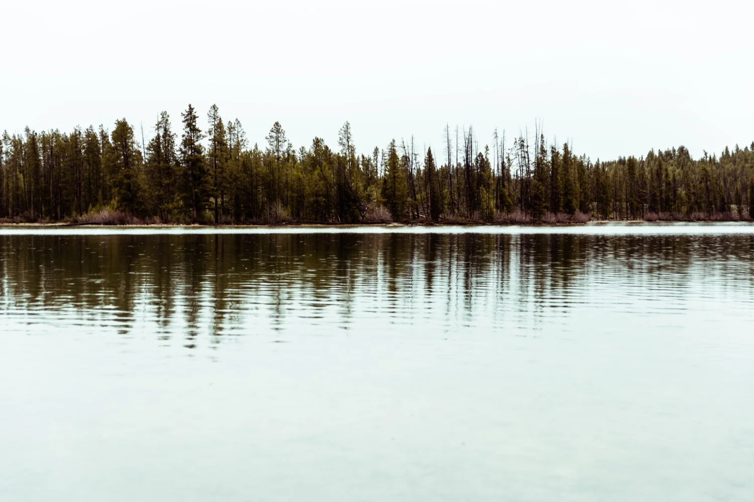 16_REDFISH_Stanley_Idaho_vaca-4251.jpg