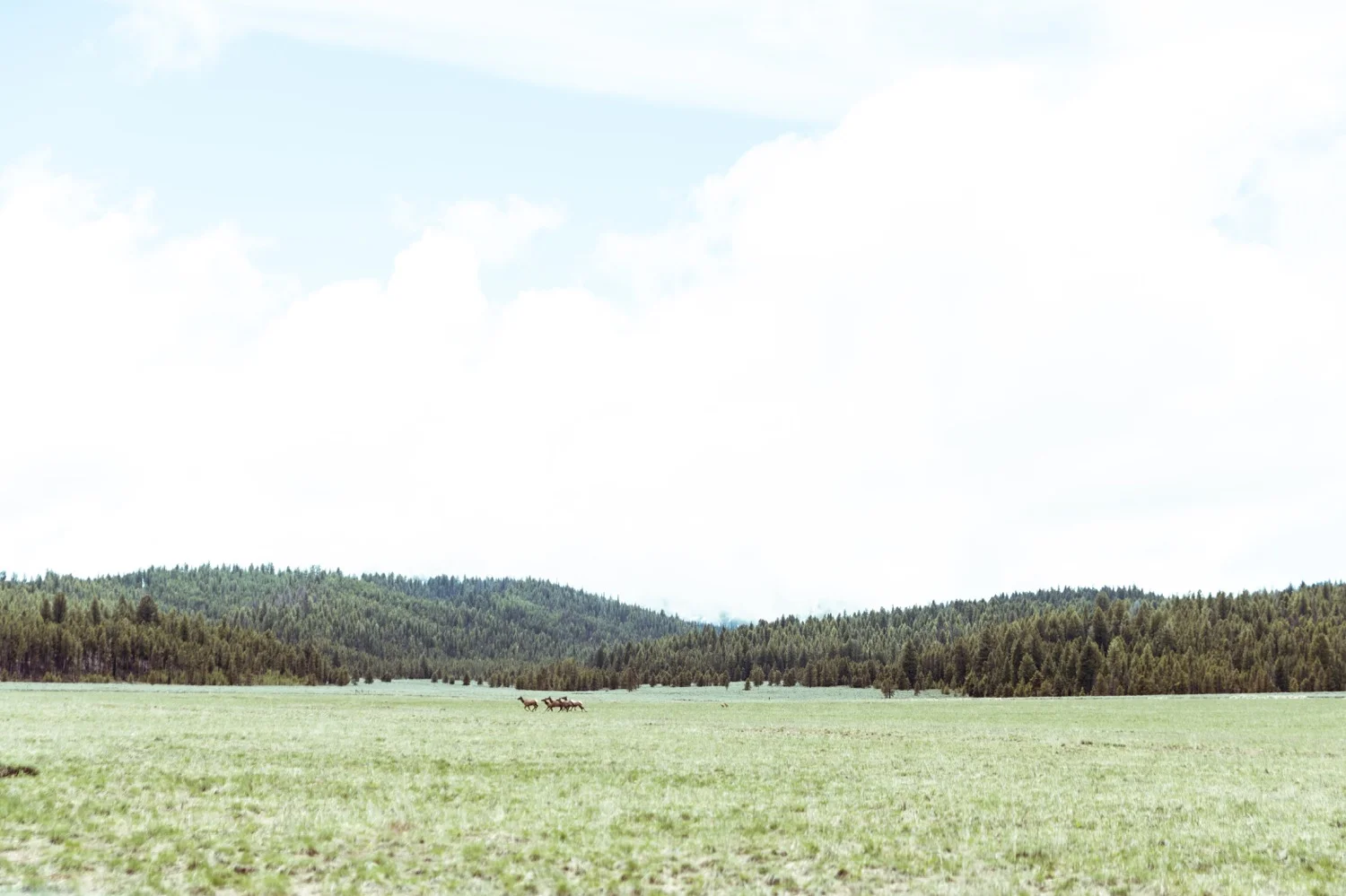 26_REDFISH_Stanley_Idaho_vaca-4318.jpg