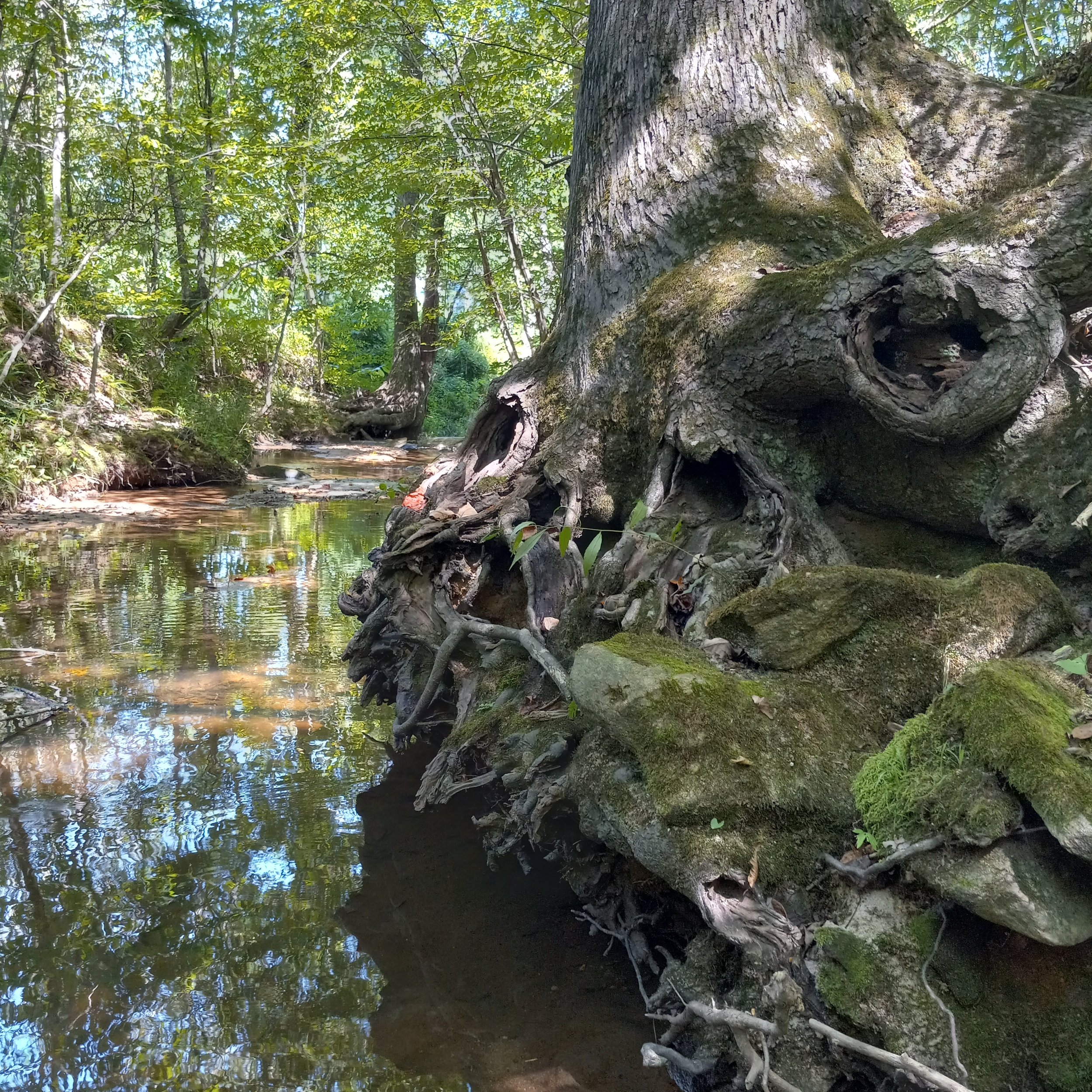 roots and stream millers fork.jpg