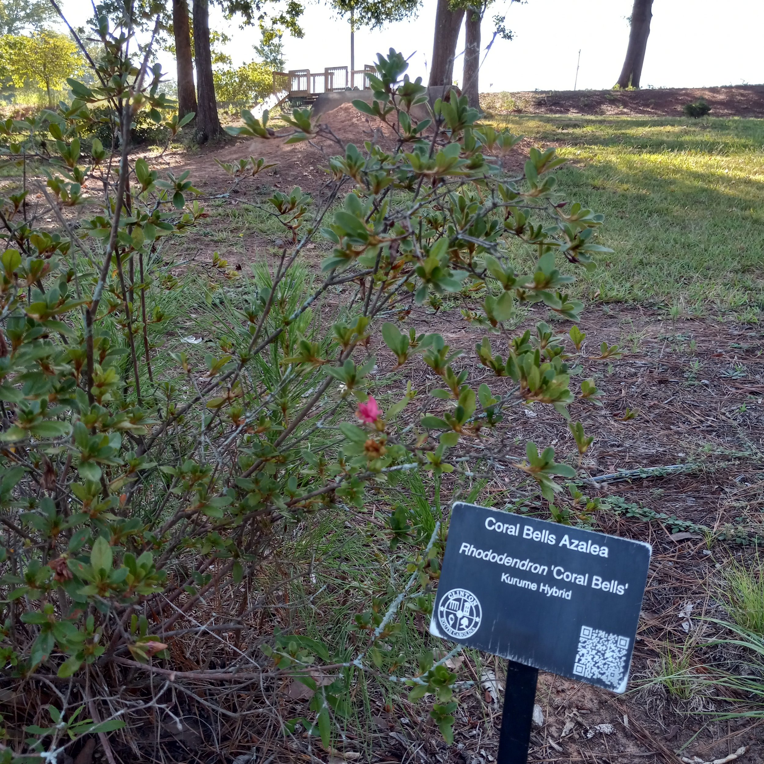 pine haven plant tag azalea flower.jpg