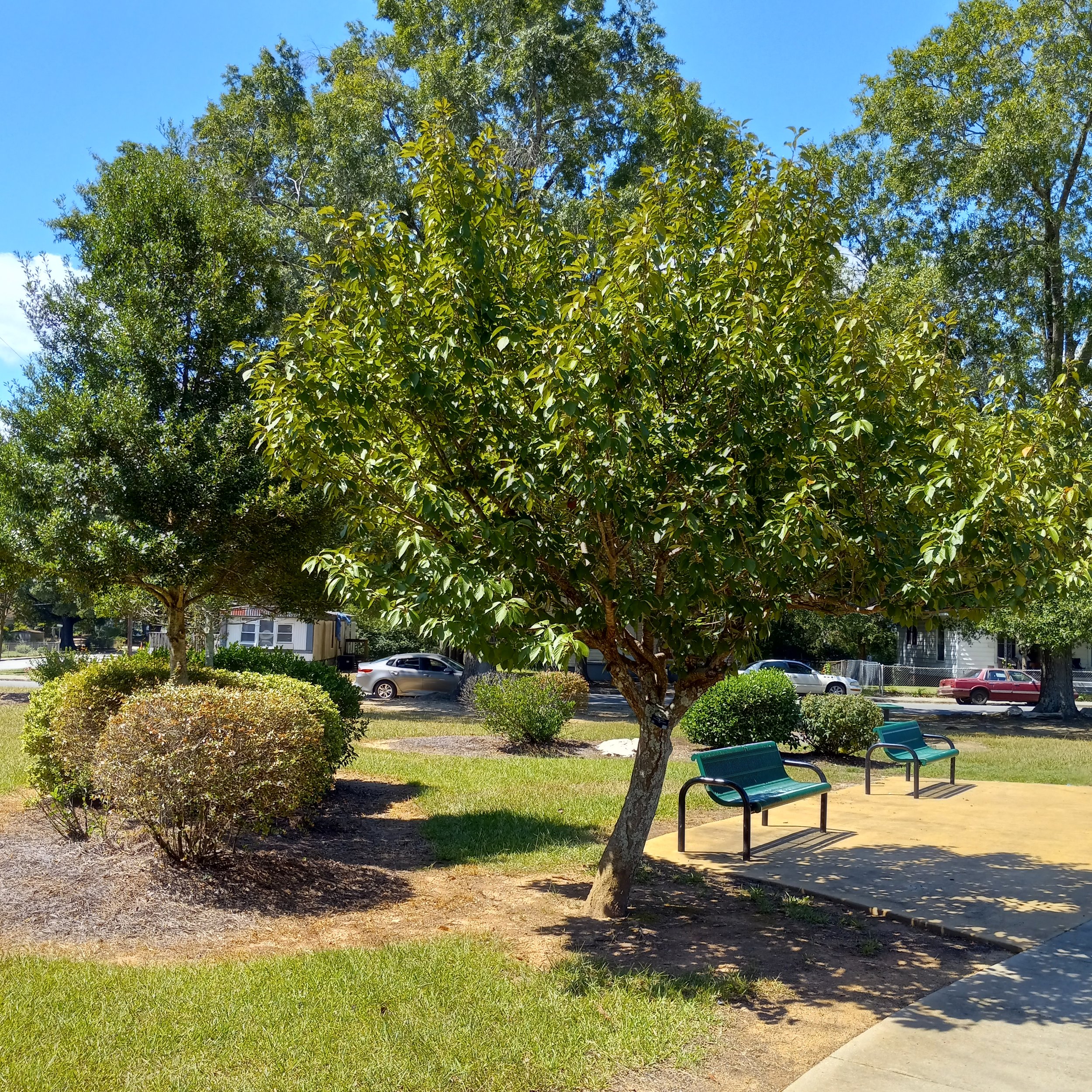 lydia bailey cp benches.jpg