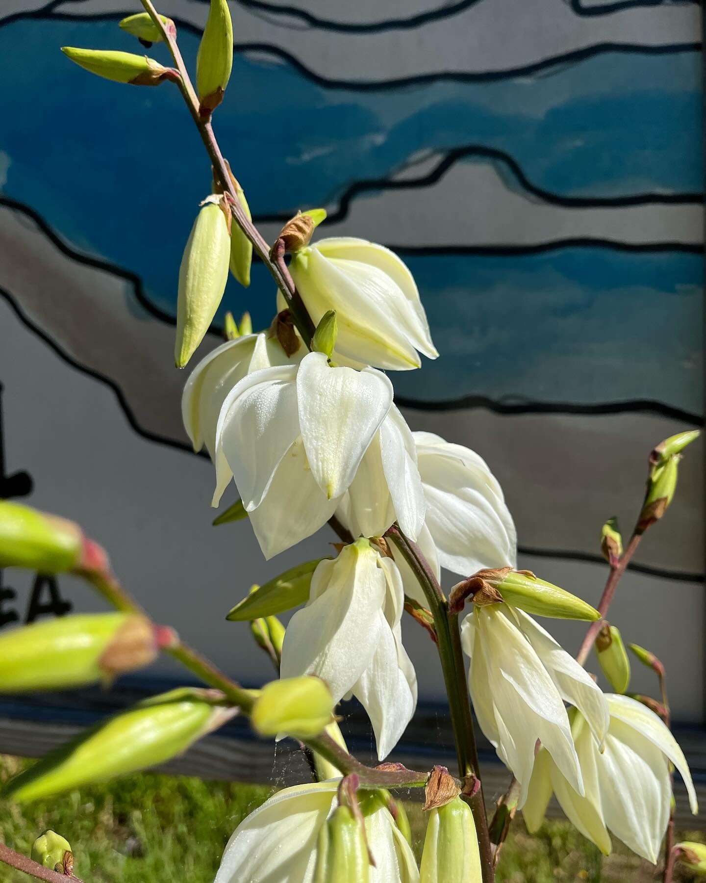 Color Guard Yuccas are beginning to bloom around town.