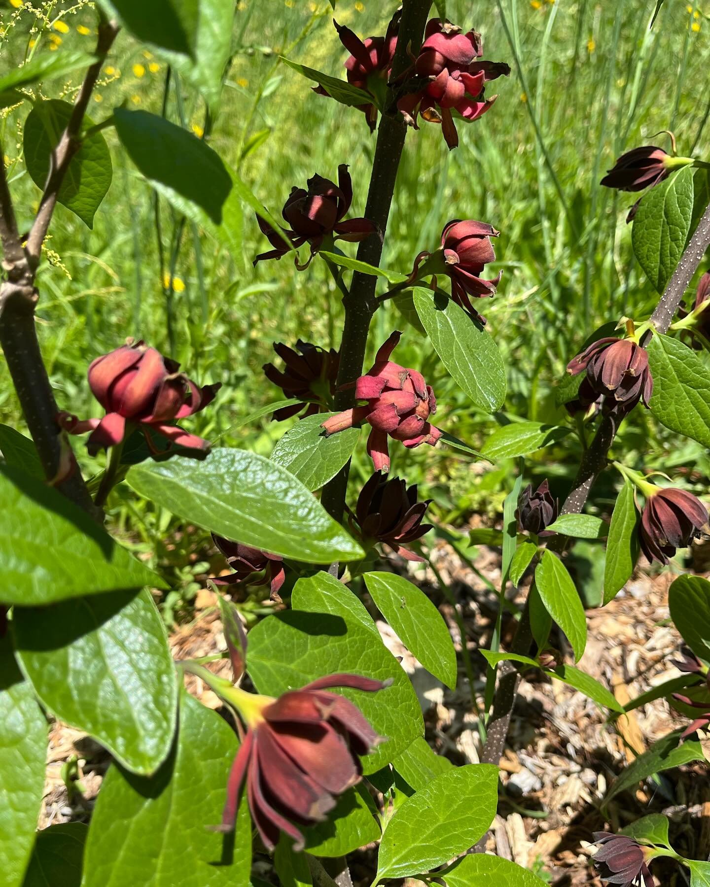 Spicebush blooming near the tunnel at Millers Fork (Calycanthus)